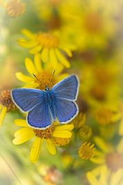 Icarus blue by Gert Beltman