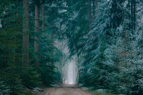 Sentier à travers les pins de la forêt de Speulderbos dans la réserve naturelle de Veluwe en hiver.