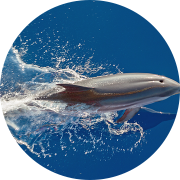 Springende dolfijn van Bob de Bruin