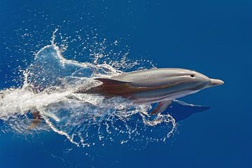 Springender Delphin von Bob de Bruin