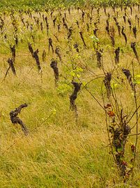 Le vignoble abandonné sur Roger Trelou