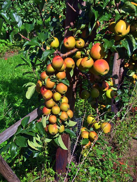 de appelboom van Edgar Schermaul