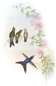 Thorn-Bill, John Gould van Hummingbirds