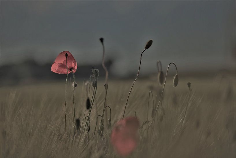 poppies by Hansi Corstjens