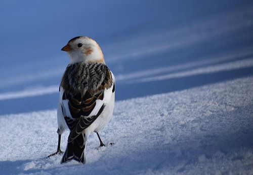 Een vogel die sneeuw spuwt in de winter