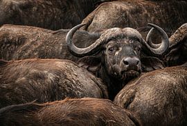 Portrait d'un bison au milieu du troupeau sur Markus Gann