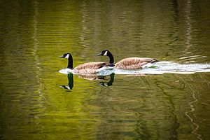Reflectie 2 Canadese ganzen zwemmend in meer van Dieter Walther