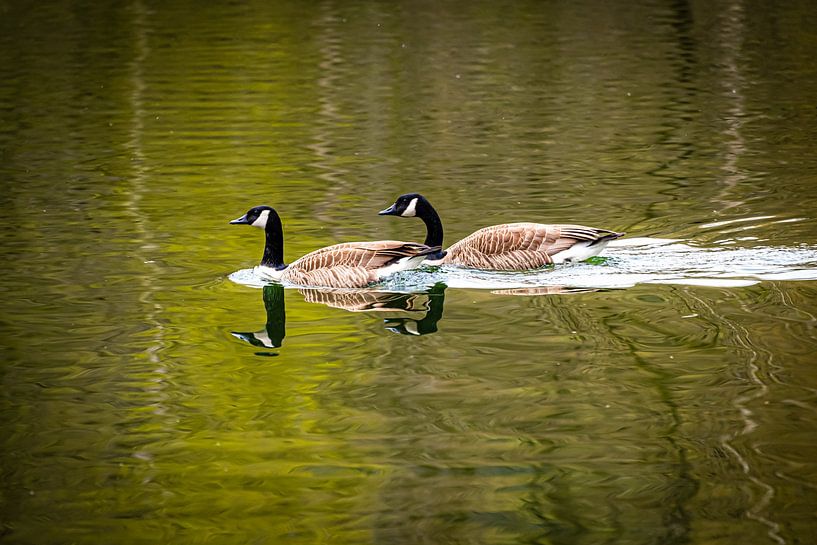 Spiegelung 2 Kanada Gänse schwimmen im See von Dieter Walther