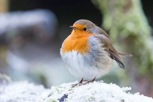 Robin