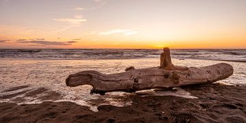 Coucher de soleil au bord de la mer avec un grand tronc d'arbre sur la plage sur Dafne Vos
