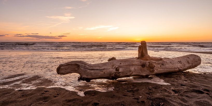 Sunset by the sea with large tree trunk on the beach by Dafne Vos