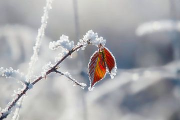 feuilles de mûres rouges dans la neige sur AldaBB fotografie
