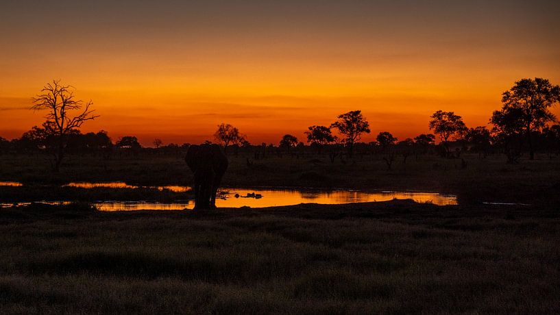 Sunset with elephant by Johannes Jongsma