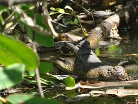 natuurfoto krokodil / kaaiman  von diana stubbe