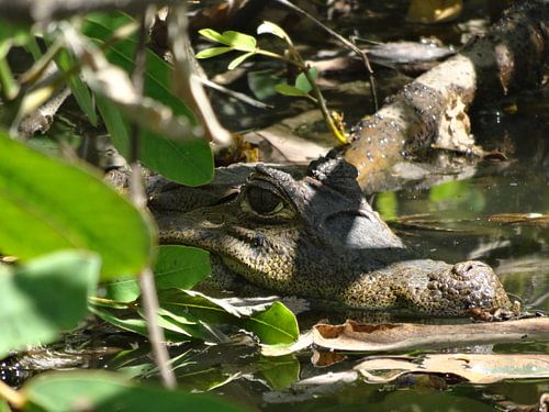 natuurfoto krokodil / kaaiman 