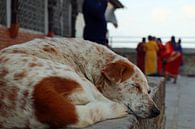 Dog at Nepales temple von Marieke Funke Miniaturansicht