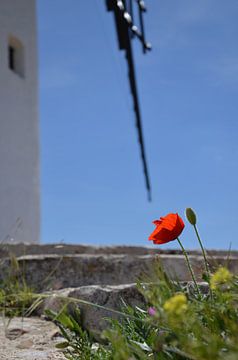 Papaver met windmolen La Mancha van Iris Heuer