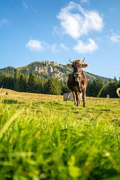 Douce vache de l'Allgäu avec vue sur le Grünten sur Leo Schindzielorz