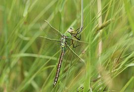 Große Königslibelle von Matthias Brix