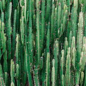 Cactus van Bibian Been