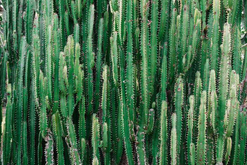 Cactus au Laos par Bibian Been