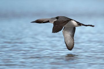 Black-throated Loon / Arctic Loon ( Gavia arctica ), in flight, flying close above water surface, si