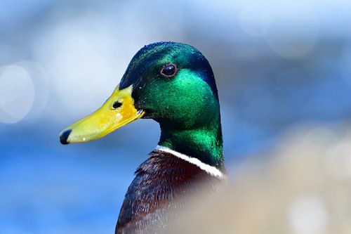 Mallard