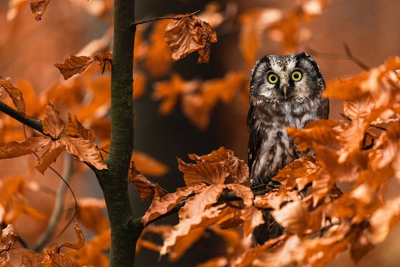 Majestic Owl by Hello Pompoyo