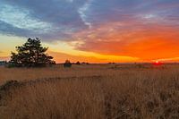 Zonsondergang National park Veluwe