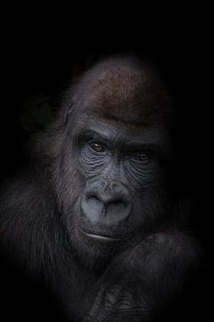 Verlegen gorilla puber van Ron Meijer Photo-Art