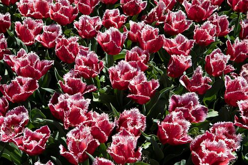 Tulips - special shape