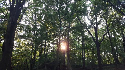 MORNING SUN TREES AND LEAVES FOREST