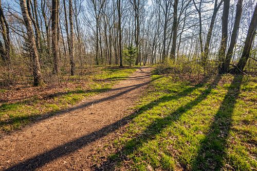 Convergerende schaduwen van een boom in het bos
