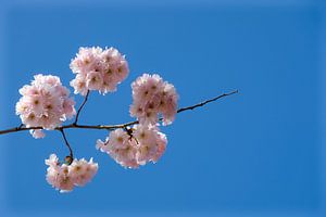 Des fleurs se détachant sur un ciel d'un bleu limpide