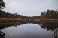 Oisterwijkse weerspiegeling van Paul Schlüter thumbnail