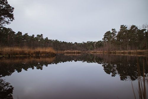 Oisterwijk reflection