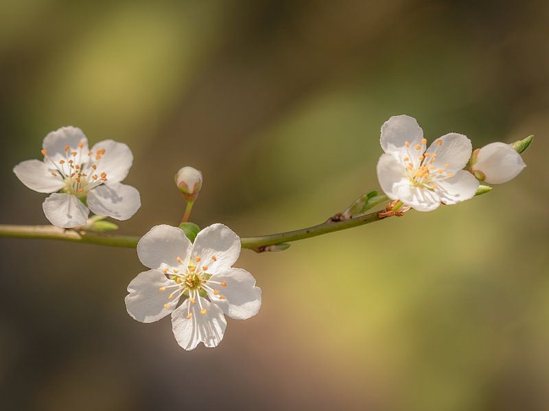 Twig with light pink blossom and green background by Margreet Riedstra