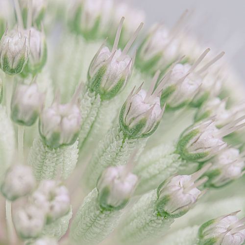 Vierkantje met een stukje bloem! (Zeeuws knoopje / Astrantia major)