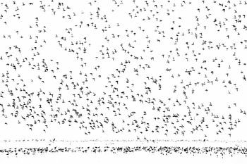 Regenpfeifer einen Flug