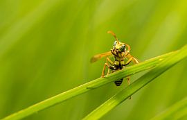Wesp tussen het riet von Henriëtte van Golde