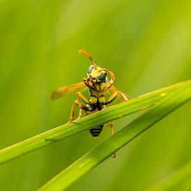 Wesp tussen het riet van Henriëtte van Golde