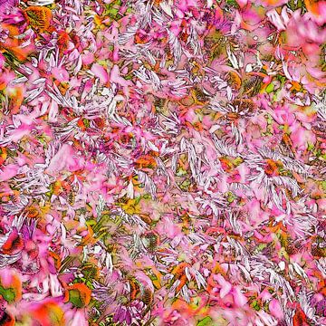 Echinacea Purpurea van Frans Blok