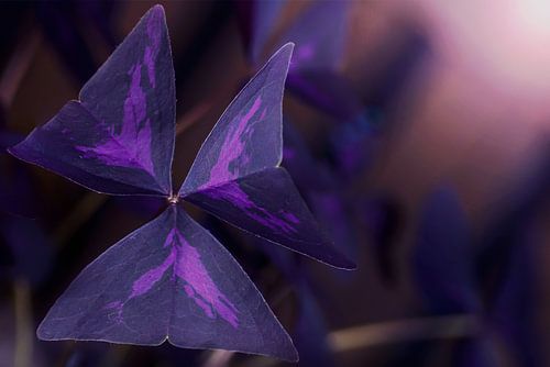 Limoenklaver Liefdesplant