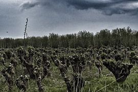 rienden by Truckpowerr