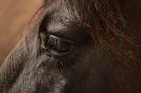 Paardenoog