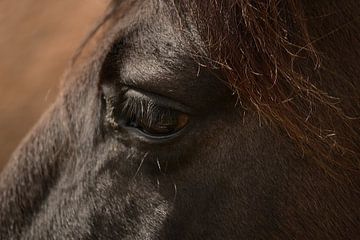 Œil de cheval sur Rosenthal fotografie