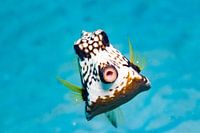 coffee fish kiss
