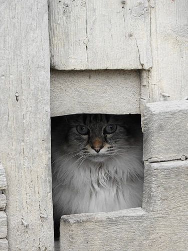 Katze schaut aus sicherem Versteck heraus