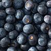 Blauwe bessen. van Robby's fotografie
