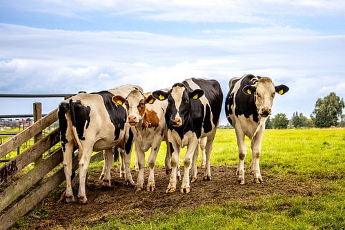 Nederlands landschap